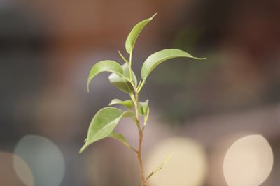 Close-up of small plant