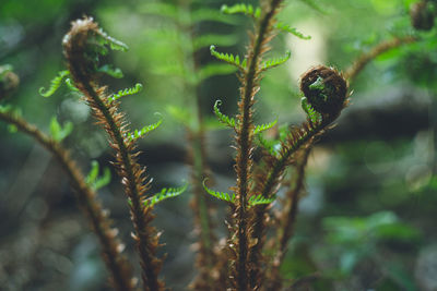 Spring forest