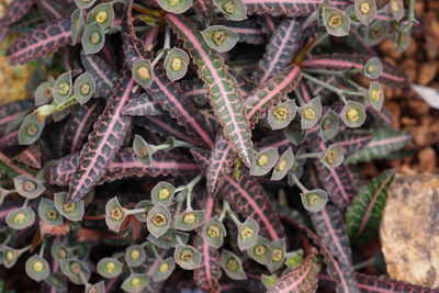 Full frame shot of plants