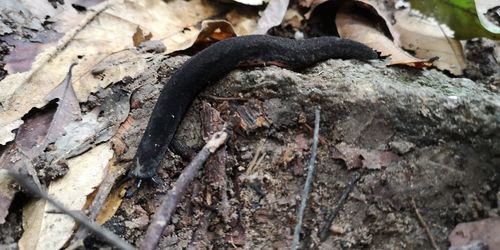 High angle view of lizard on ground