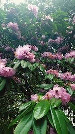 Close-up of pink flowering plant