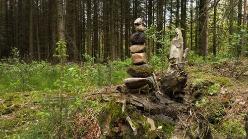 Stack of tree trunk in forest