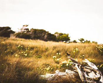 Plants growing on land against sky