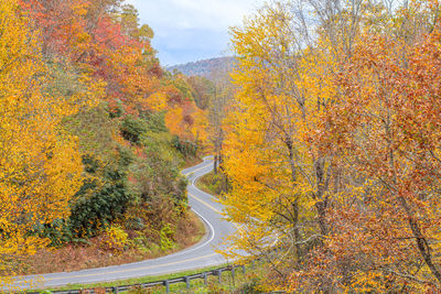 Trees growing in forest during autumn