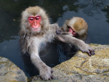 Monkey in snow