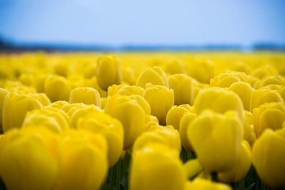 Close-up of yellow flowers on field