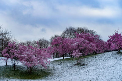 Pink flowering plants by river against sky