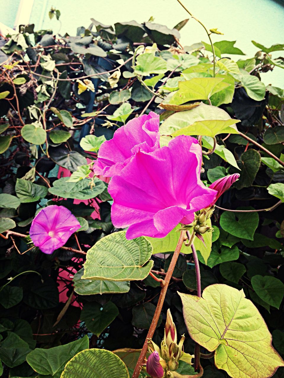 flower, leaf, petal, freshness, fragility, growth, pink color, flower head, beauty in nature, plant, nature, blooming, close-up, green color, in bloom, stem, day, outdoors, high angle view, single flower