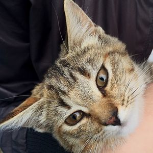 Close-up portrait of cat