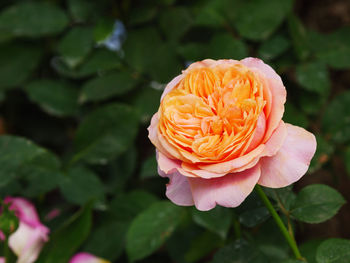 Close-up of rose against blurred background