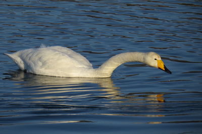 Swan in sea
