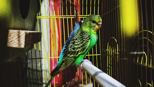 Close-up of parrot in cage