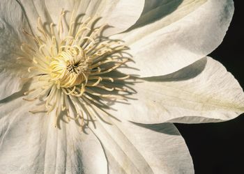 Close-up of white flower 