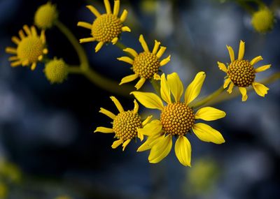 Close-up of yellow flowers blooming outdoors