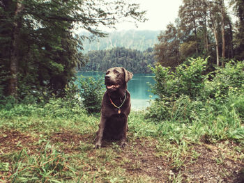 Dog relaxing on field against lake