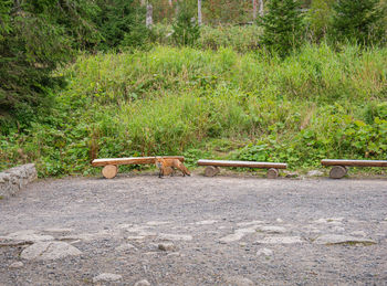 View of trees in the forest