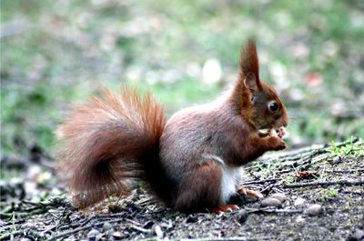 Close-up of squirrel on field