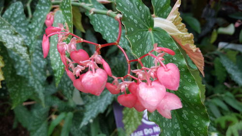 Close-up of pink flowering plant