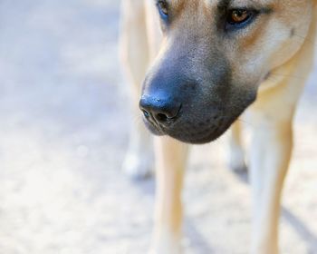 Close-up of dog looking away