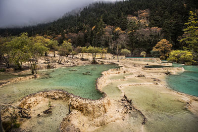 Scenic view of lake by trees in forest