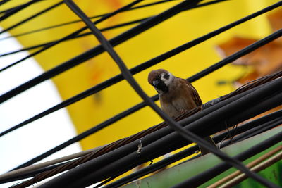 Low angle view of bird perching on metal