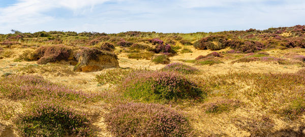 Scenic view of land against sky