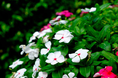 Close-up of flowers blooming outdoors