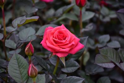 Close-up of pink rose blooming outdoors