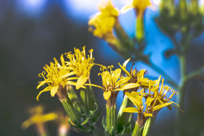 Close-up of yellow flowering plant