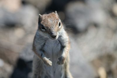 Close-up of an animal