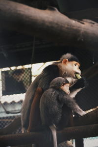 Close-up of monkey sitting outdoors