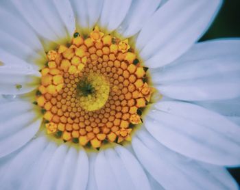 Close-up of white daisy blooming outdoors