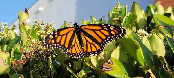 Close-up of butterfly pollinating on flower