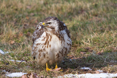 A very bright buzzard sits in the prey remains in a forest clearing