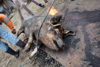 Low section of butcher standing by dead pig on metal