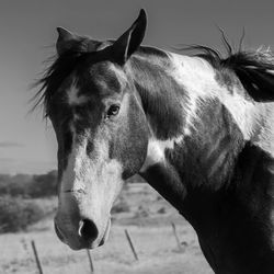 Close-up of horse