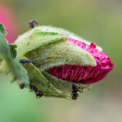 Close-up of insect on flower