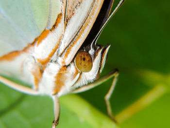 Extreme close-up of butterfly