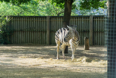 Horse in a zoo