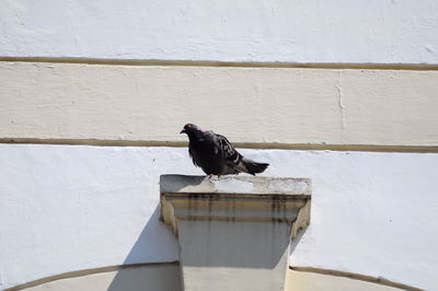 Close-up of bird perching on white wall