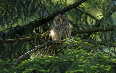 Low angle view of owl perching on tree in forest