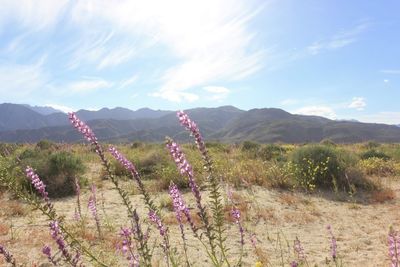 Plants growing on field against sky