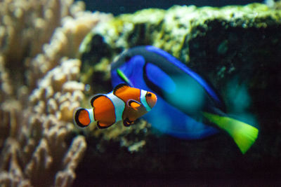 Fish swimming in aquarium