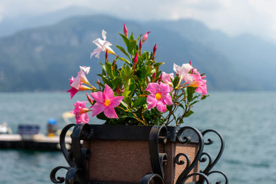 Close-up of pink flowering plant against sea