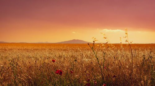 Scenic view of field against sky during sunset