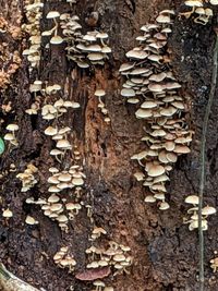 Close-up of mushrooms growing on tree trunk