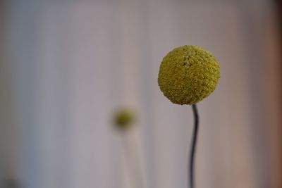 Close-up of yellow flowering plant