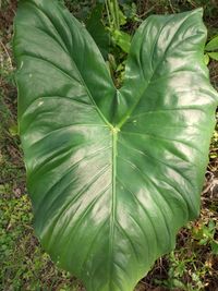 Close-up of green leaves on land