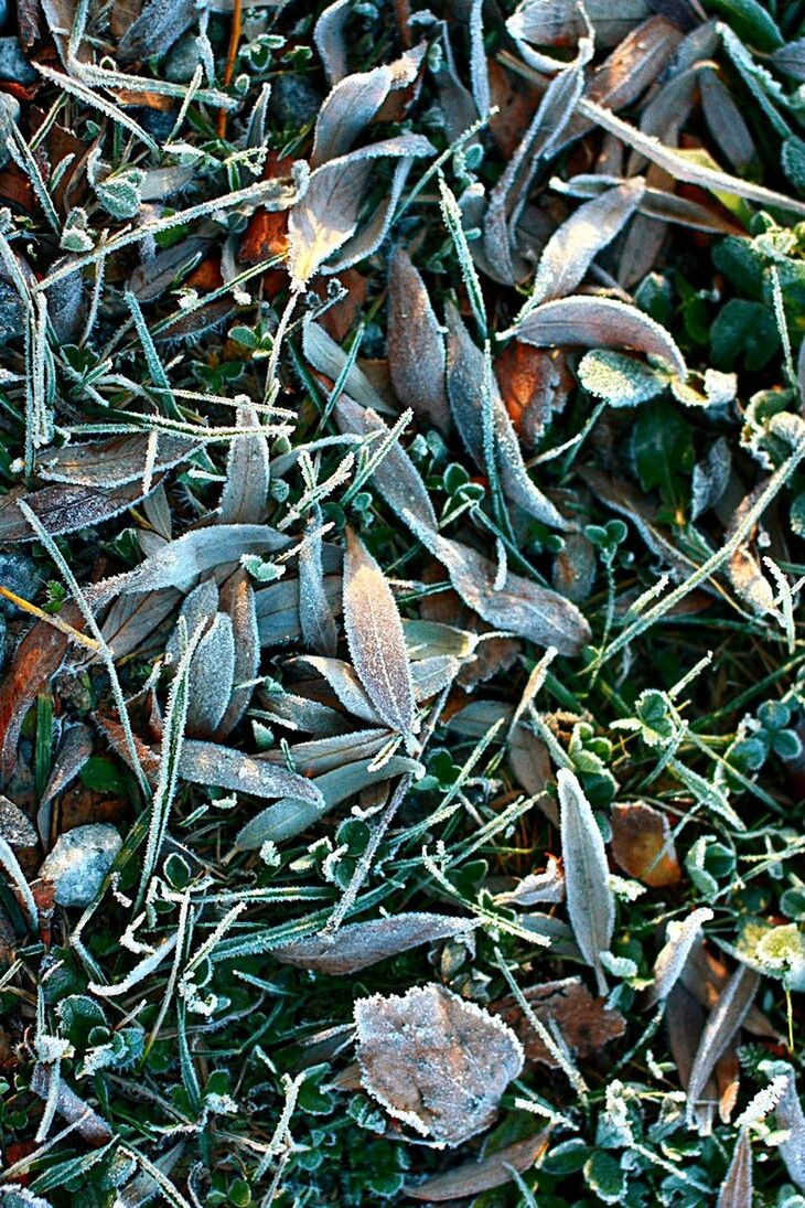 FULL FRAME SHOT OF LEAVES ON FIELD