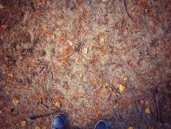 Low section of person standing on autumn leaves